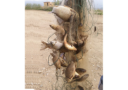 俄羅斯礦區的魚